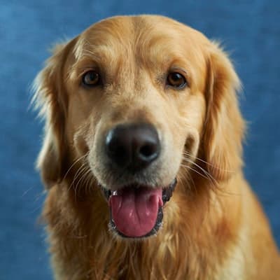 Golden Retriever perdido